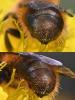 Osmia brevicornis